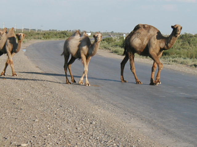 Camels